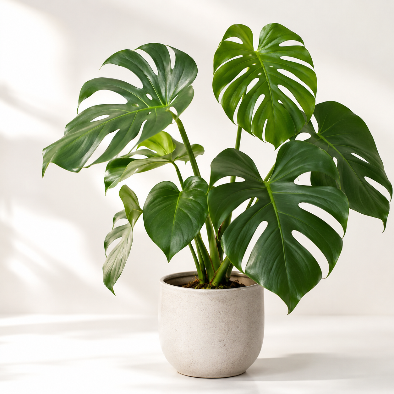 Monstera Deliciosa – Duża roślina doniczkowa | Zielona ozdoba wnętrz