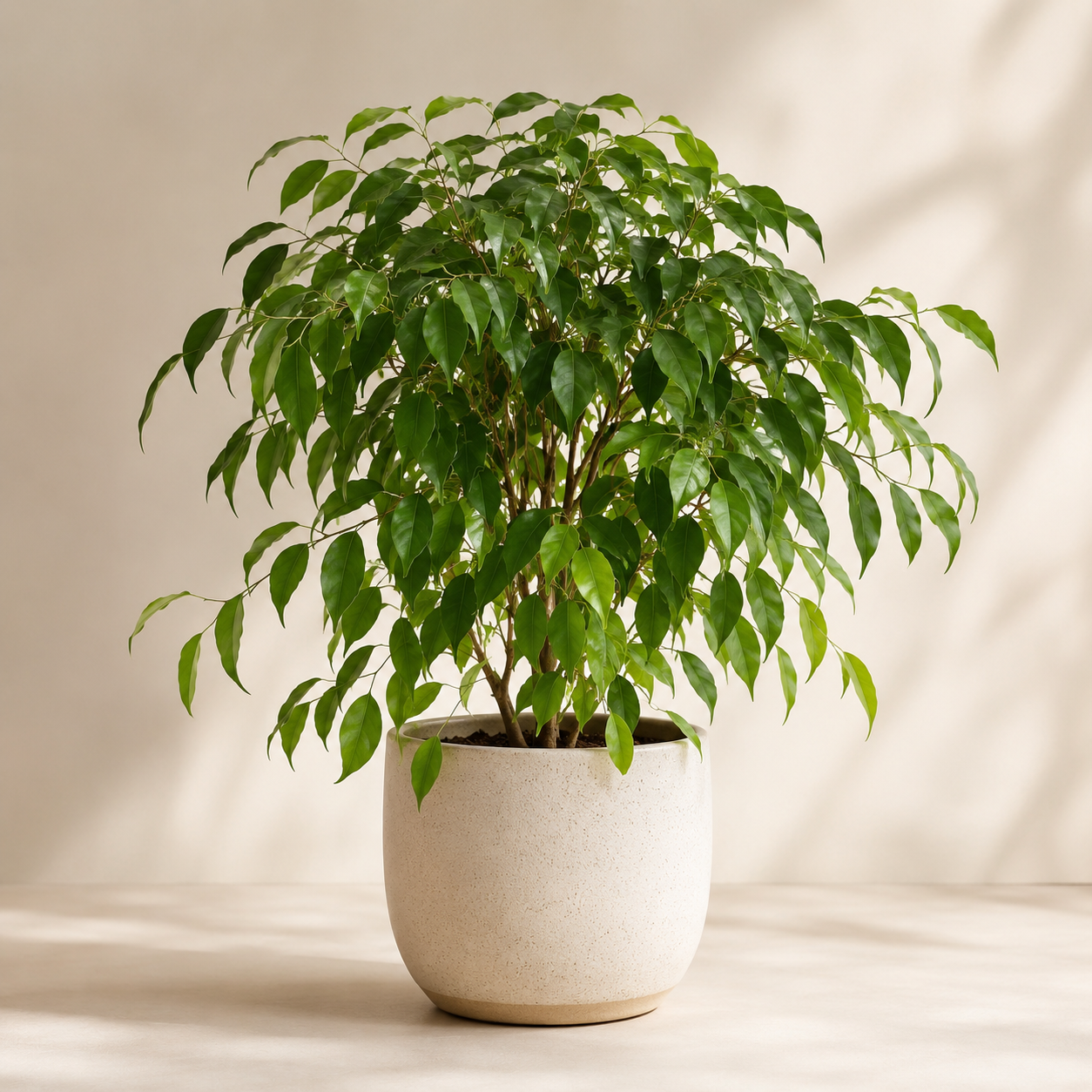 Fikus Benjamina – Eleganckie drzewko doniczkowe | Ficus benjamina