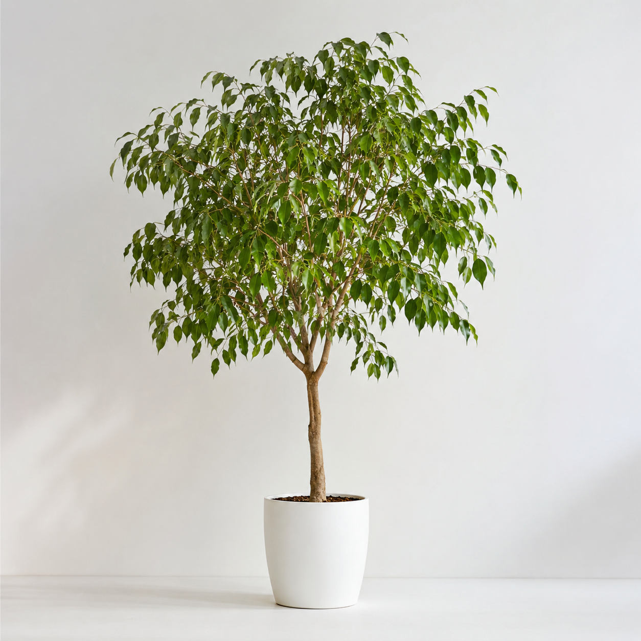 Fikus Benjamina – Eleganckie drzewko doniczkowe | Ficus benjamina — zdjęcie 2