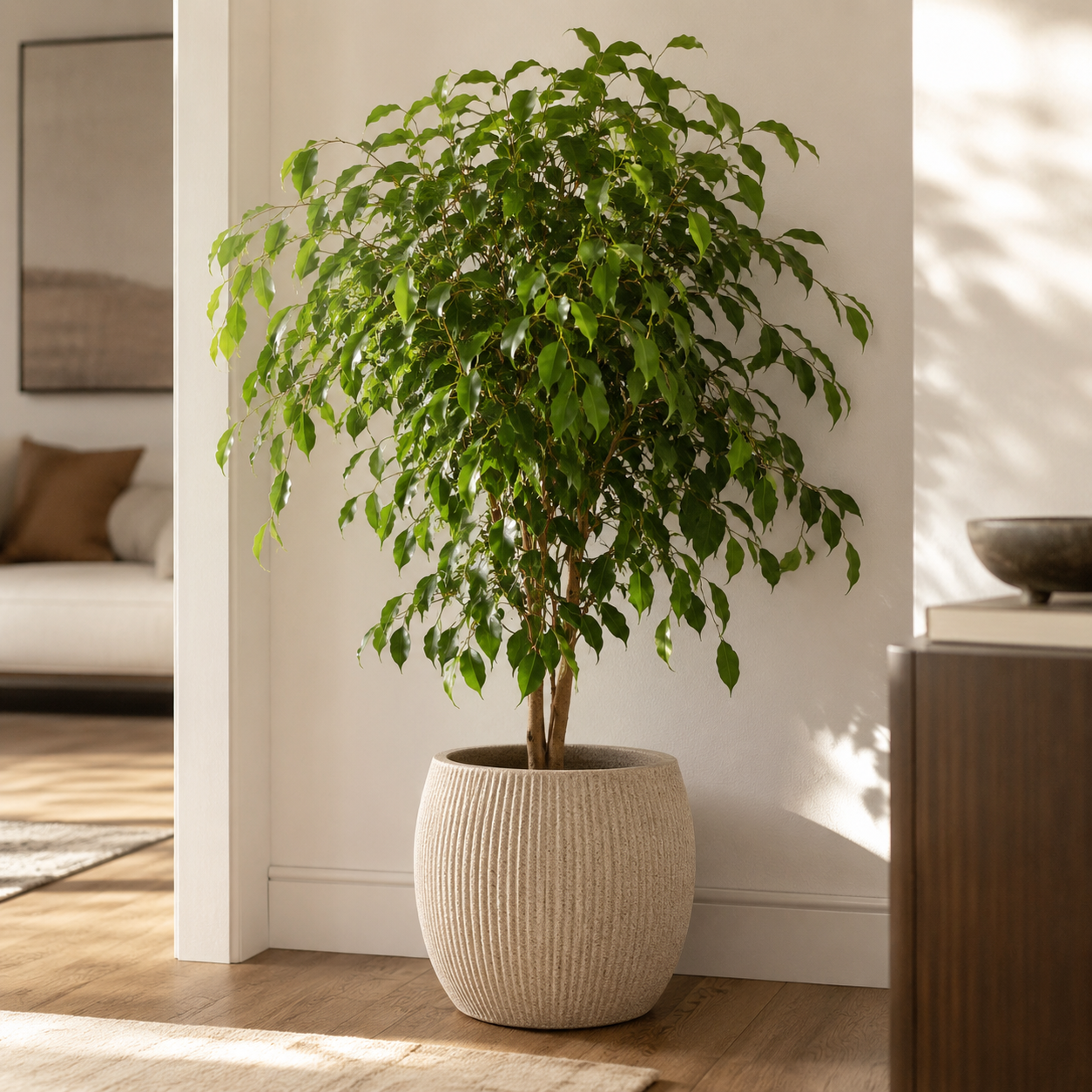 Fikus Benjamina – Eleganckie drzewko doniczkowe | Ficus benjamina — zdjęcie 3