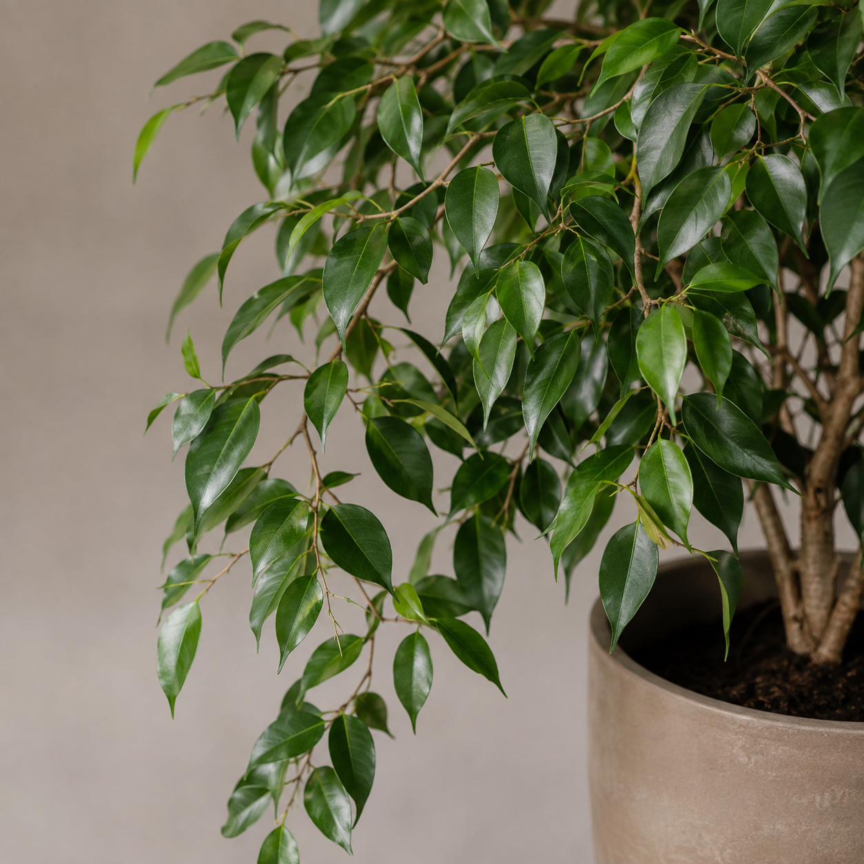 Fikus Benjamina – Eleganckie drzewko doniczkowe | Ficus benjamina — zdjęcie 5
