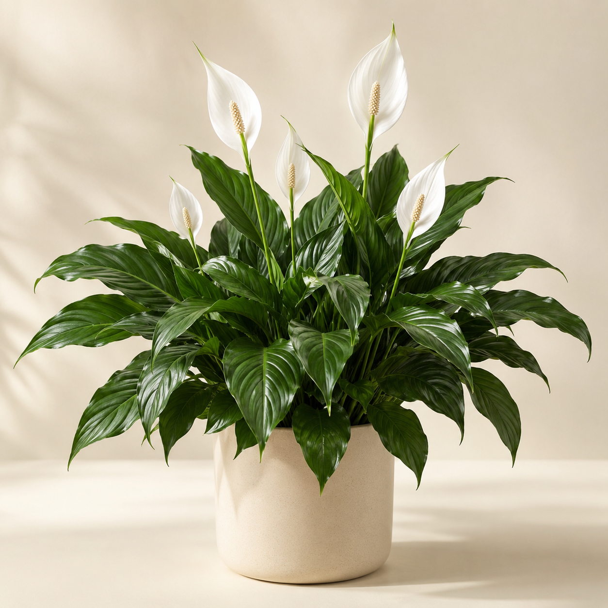Skrzydłokwiat – Kwitnąca roślina doniczkowa | Spathiphyllum