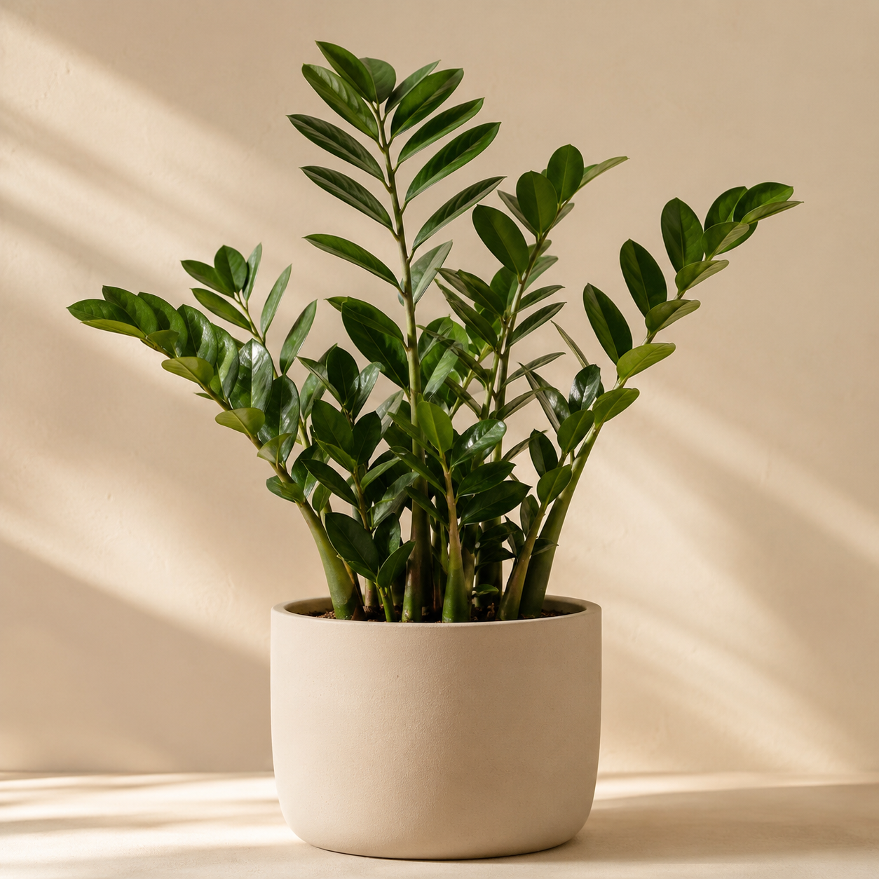 Zamiokulkas Zamiolistny – Wytrzymała roślina doniczkowa | Zamioculcas zamiifolia