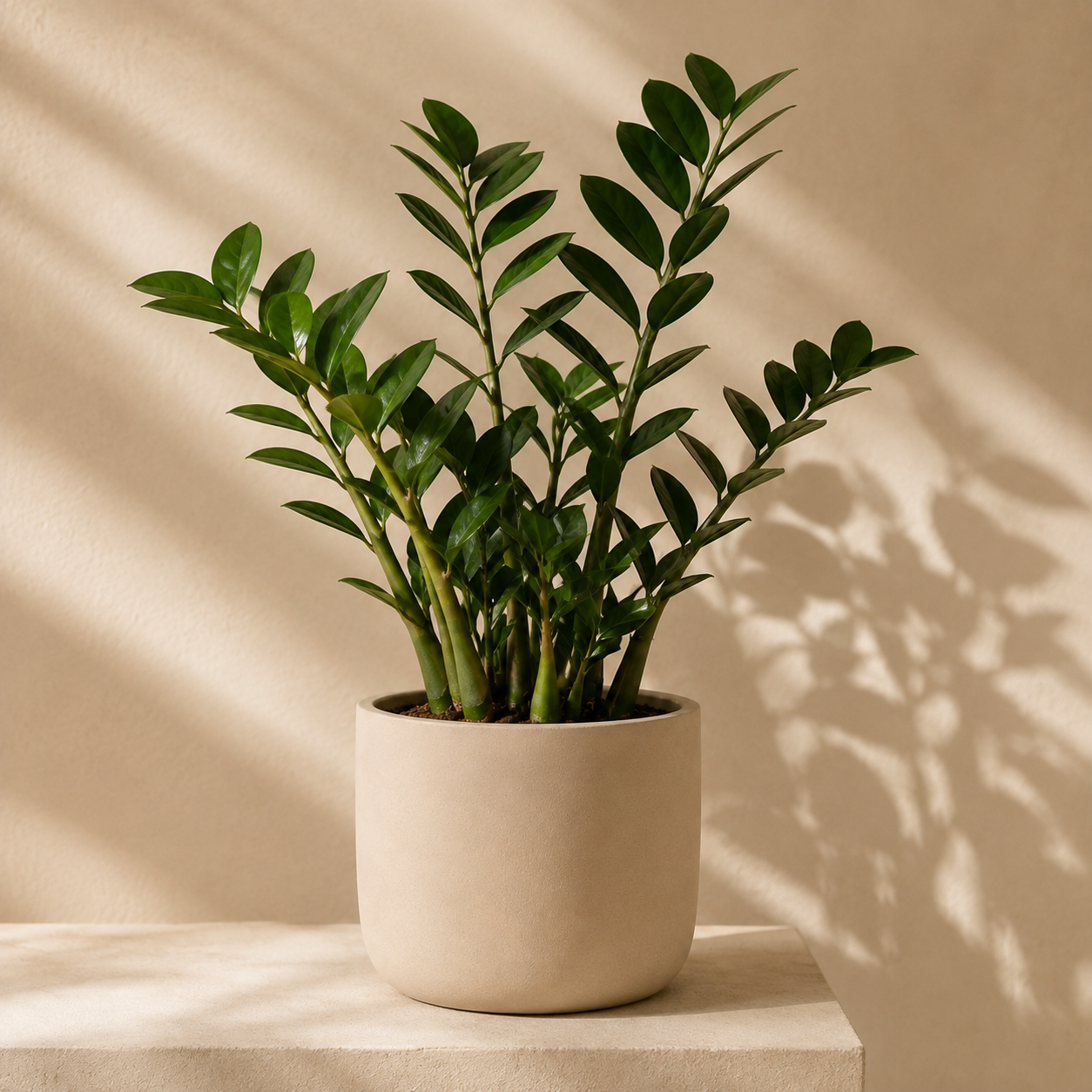 Zamiokulkas Zamiolistny – Wytrzymała roślina doniczkowa | Zamioculcas zamiifolia — zdjęcie 2