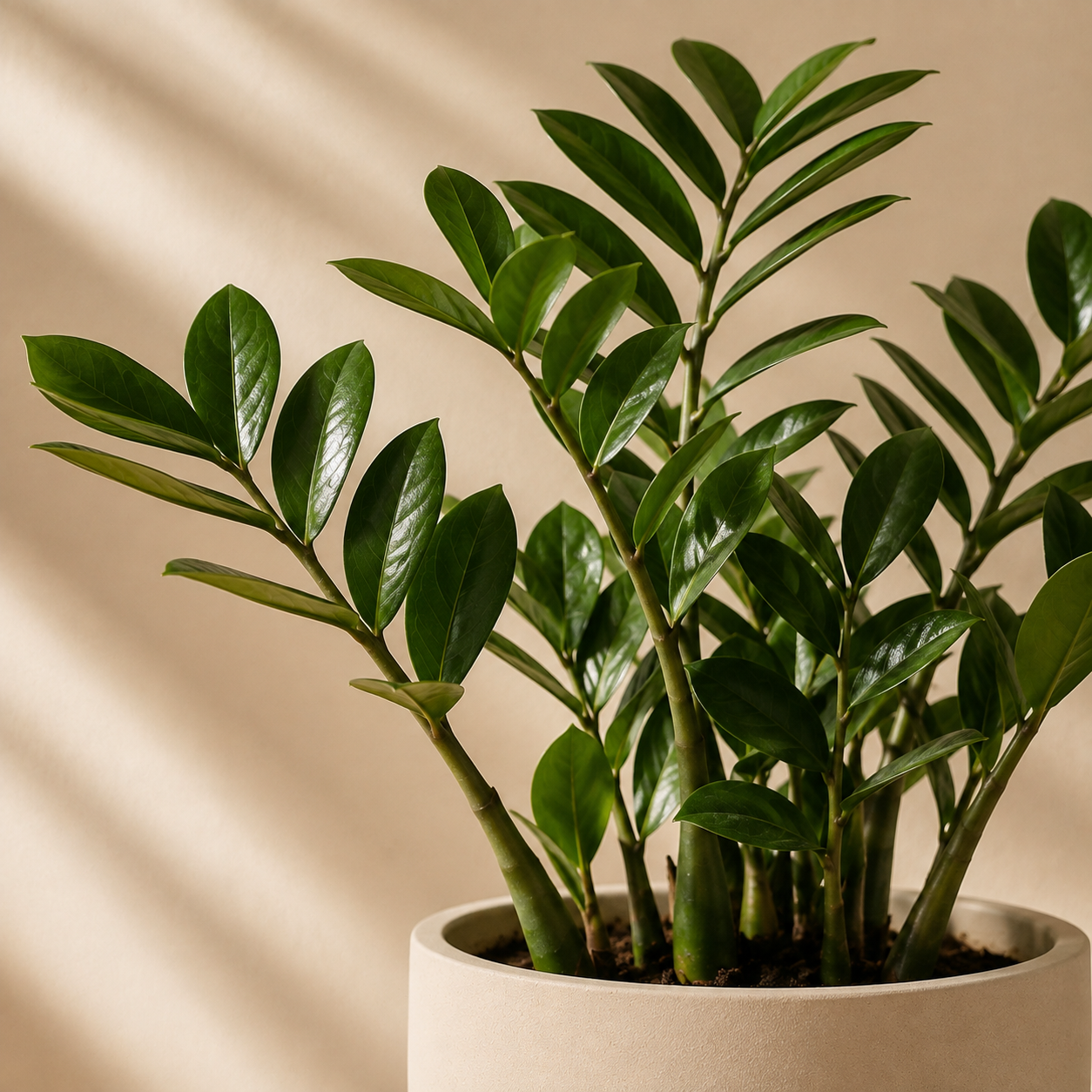 Zamiokulkas Zamiolistny – Wytrzymała roślina doniczkowa | Zamioculcas zamiifolia — zdjęcie 5