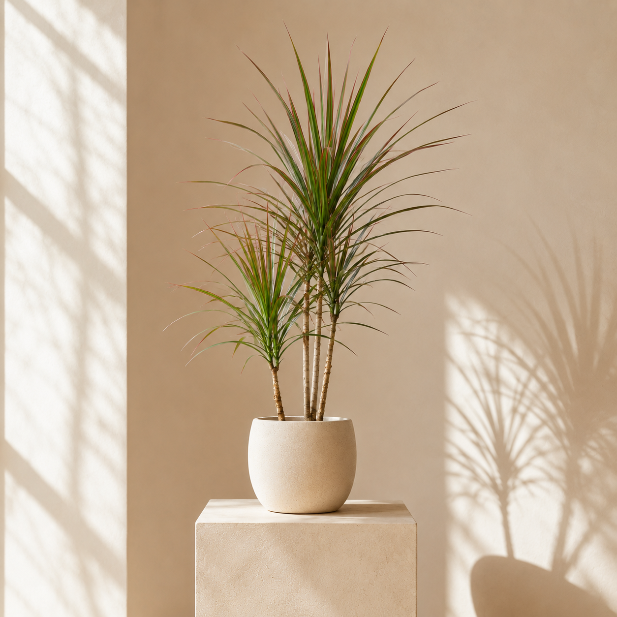 Dracena Marginata – Smukła roślina doniczkowa | Dracaena marginata