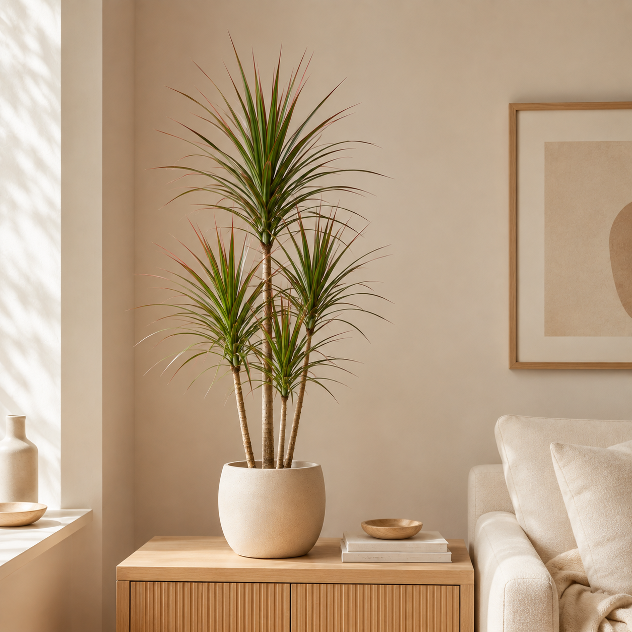 Dracena Marginata – Smukła roślina doniczkowa | Dracaena marginata — zdjęcie 3
