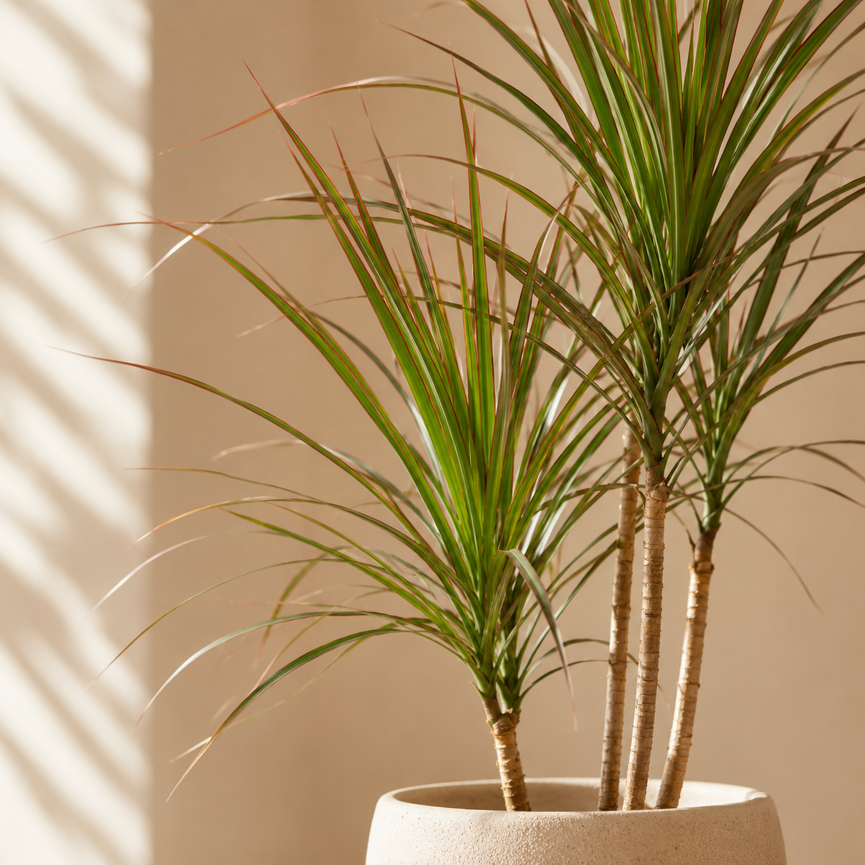 Dracena Marginata – Smukła roślina doniczkowa | Dracaena marginata — zdjęcie 5
